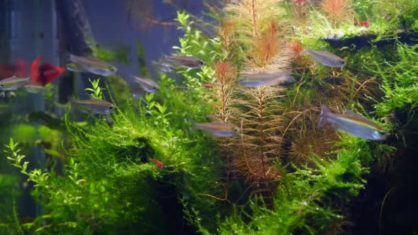 在低Led灯光下 采用阿马诺风格的自然设计 专业的水族馆 有丰富的热带水生植物和红樱桃虾 — 图库视频影像