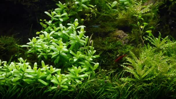 Healthy Demanding Aquatic Vegetation Red Blue Cherry Neocaridina Shrimp Clean — Stock Video