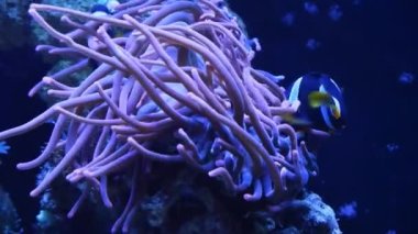 Clark 'ın anemonisi balon uçlu simbiyoz, zehirli hayvan dokunaçları, yiyecek avı, palyaço balığı türleri güçlü dairesel akıntıda yüzer, deneyimli akvaryumlar için resif akvaryumu