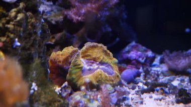 Lobophyllia polipsi altta büyür, LPS güçlü akış içinde beyin mercanı hayvanını loplamıştır, deneyimli akvaryumcu için floresan evcil hayvan, LED mavi düşük ışık, nano resif deniz akvaryumu, cam kırılma etkisi