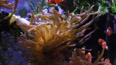 kabarcık uçlu anemon zehirli dokunaçları hareket ettirir ve korunmasız balık genç ocellaris palyaço kolonisi, su akışı, resif deniz akvaryumu deneyimli akvaryumu, evcil hayvan dükkanı, aktinik LED düşük ışık hobisi