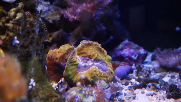 叶绿素息肉在底部开放 Lps裂片脑珊瑚在强流量下生长 荧光宠物为有经验的采集者 Led蓝光 纳米珊瑚礁海洋水族馆 玻璃折射效果 — 图库视频影像