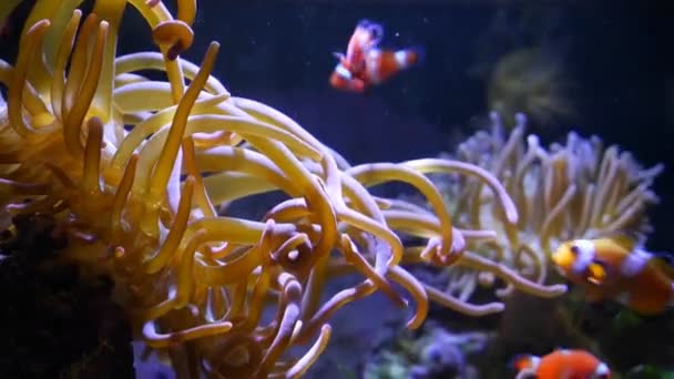 Anemone 동물은 경험있는 Aquarist Actinic Led 저조도를 공격적인 Ocellaris 복숭아 — 비디오