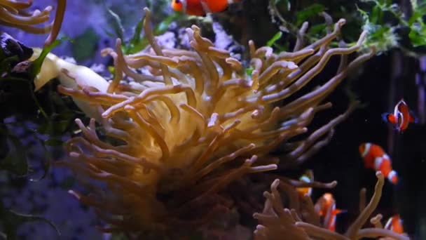 Anemone는 촉수를 이동하고 경험있는 Aquarist Actinic Led 저조도를 취약한 물고기 — 비디오