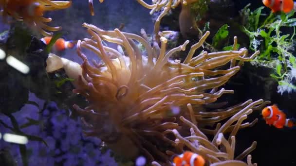 大型泡泡尖头海葵在阳离子Led低光下移动触角 幼小的章鱼在水流中游动 珊瑚礁海洋水族馆对经验丰富的捕鱼者的嗜好 宠物店的神奇巨片 — 图库视频影像