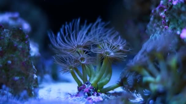 Parazoanthus Polyp 노란색 Anemone의 식민지 살아있는 Aquadesign 수족관 Led 어두운 — 비디오