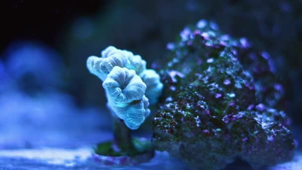 小号珊瑚在纳米珊瑚礁海洋水族馆强大的循环电流中的小框架结构 难以在活体岩石生态系统中保持物种生物集落生长 阳离子蓝色Led灯 玻璃折射假 — 图库视频影像