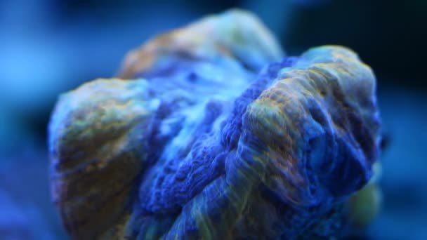 ロボフィリアの孤独なポリープ Lpsはストレス 強い流れ 経験豊富なアクアリストのための蛍光ペット Led青い低光 ナノサンゴ礁の海洋水族館 ガラスの屈折効果を閉めました — ストック動画