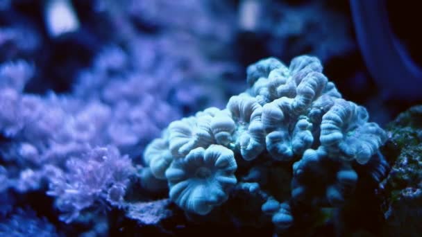 大号角珊瑚群有强大的循环流 纳米珊瑚礁海洋水族馆 活岩石生态系统中生长的要求物种生物框架 辛辣的蓝色Led灯 玻璃折射宏观沼泽 — 图库视频影像