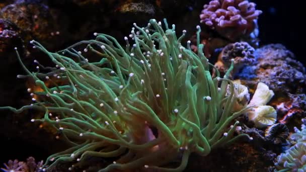 Lps Antorcha Fragmento Coral Crecer Roca Viva Animal Activo Saludable — Vídeo de stock