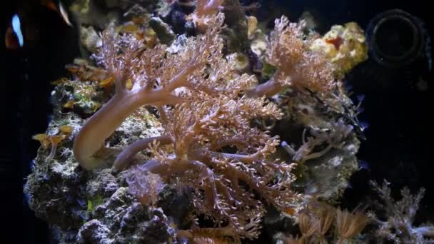 Kenya Albero Corallo Polipo Frag Crescere Sulla Spina Forte Flusso — Video Stock