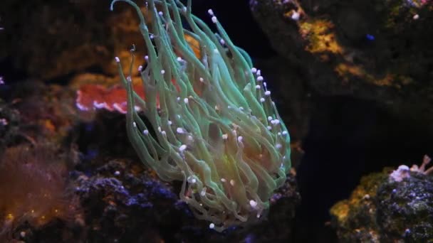 Lps Tocha Coral Frag Mover Longos Tentáculos Verdes Rocha Viva — Vídeo de Stock