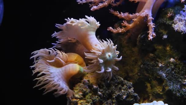 Kleiner Fragmenpolypen Aus Lps Duncan Korallen Lebendem Gestein Geklebt Fluoreszierendes — Stockvideo