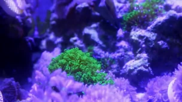 海星爆发息肉集落宏观 长触须在强流量中移动 新的纳米珊瑚礁海洋水族馆生态系统 初学者受欢迎的宠物狗 活体底部 Led蓝光 背景脉动幽门 — 图库视频影像