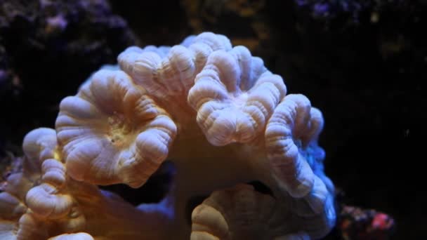 Trompeten Korallenpolyp Frag Organismus Kopf Bewegen Sich Kreisstrom Des Nano — Stockvideo
