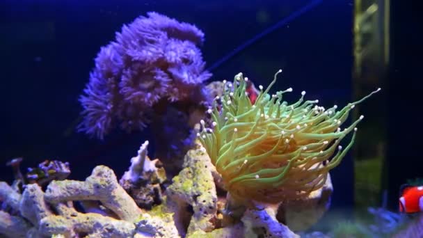 火把珊瑚花塞生长在活岩石上 健康活泼的动物在流动中移动绿色触角 珊瑚礁海洋水族馆 Led蓝光中受欢迎的宠物 波浪和阴影游戏 美丽的生态系统 — 图库视频影像