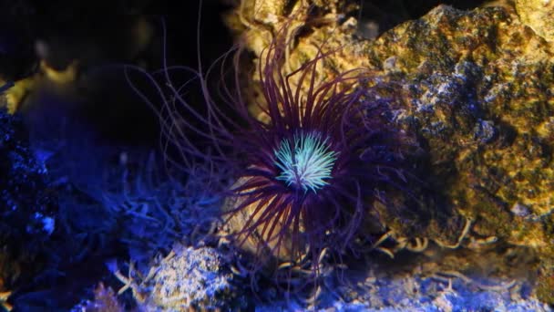 Tube Dwelling Anemone Move Blue Tentacle Bottom Predator Hunt Plankton — Stock Video