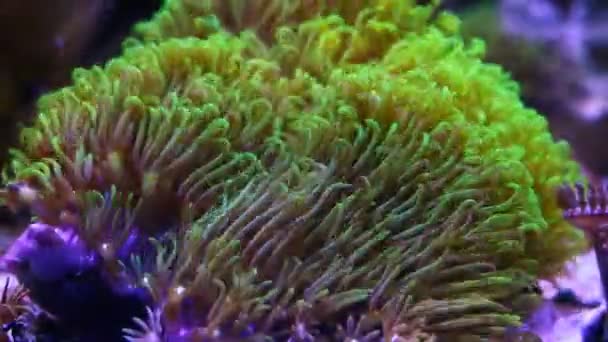 生机勃勃的绿星息肉菌落 生物长触须在纳米珊瑚礁海洋水族馆的循环流中移动 流行的生物种类为初生生物在活岩上的宠物 活跃的Led蓝光和阴影起作用 — 图库视频影像