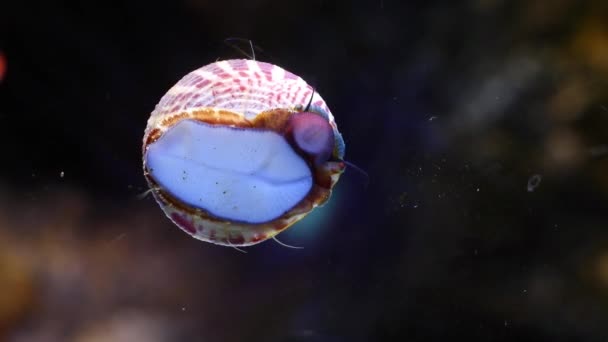 斑马涡螺爬行脚踏在前玻璃杯上 表面清洁剂在纳米珊瑚礁海洋生态系统中吃绿藻 活性Led灯 宠物店销售 作为初学者的异国情调圈养的腹足软体动物 — 图库视频影像