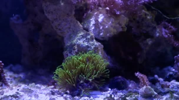 Yeşil Yıldız Polip Kolonisi Organizma Uzun Dokunaçlı Dairesel Deniz Akvaryumu — Stok video