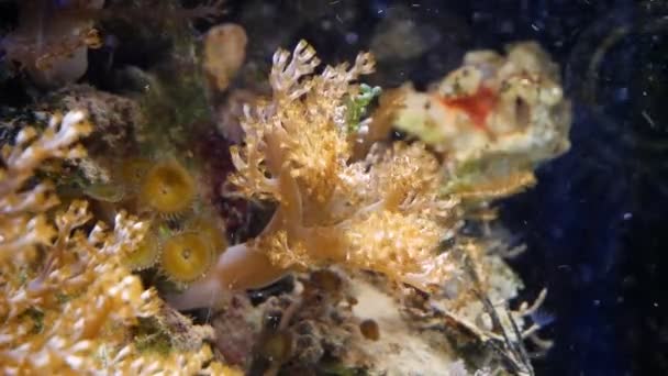 Quênia Árvore Coral Pólipo Frag Crescer Ligado Plug Fluxo Forte — Vídeo de Stock