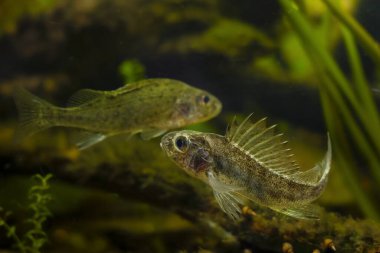 Avrasya Ruffe 'sinin saldırgan bölgesel saldırısı, vahşi tatlı su balığı çatışma davranışları, esir hepçil yırtıcı türler, Avrupa nehir biyopsi akvaryumu tasarımı, düşük ışık havası, sığ nokta