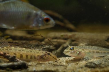 Kumun dibindeki vahşi maymun gorili, tehlikeli cüce tatlı su balığı türleri, Güney Böceği nehir endemisi, biyop akvaryumu, omurgalı loach ve acı verici bulanık figür, düşük hafif ruh hali, sığ cüce