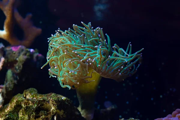 トーチ サンゴは強い流れの長い緑の触手を動かし プランクトン フード リーフの海洋水族館 Ledのアクチック ブルー ライト 美しい生きている岩の生態系の初心者のための普及したペットを狩ります — ストック写真