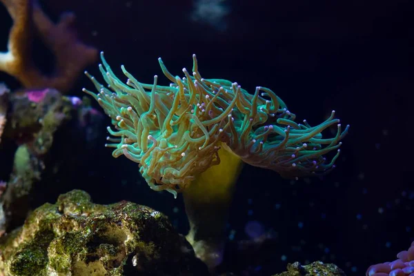 蛍光トーチのサンゴは強い流れの長い緑の触手を動かし ナノリーフの海洋水族館 Ledのアクチック ブルー ライト 美しい生きている岩の生態系の初心者の光のための普及したペットを狩ります — ストック写真