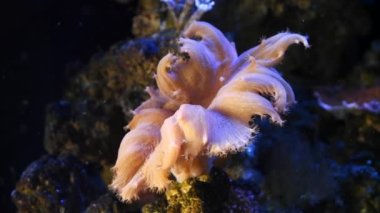 Sinularia dura mercanı canlı kayada mutlu hisseder, planktonları yakalamak için dokunaçlarını hareket ettirir, resif deniz akvaryumunda sağlıklı aktif bir hayvan, LED aktinik ışık için kolay bir evcil hayvan, gölge oyunu