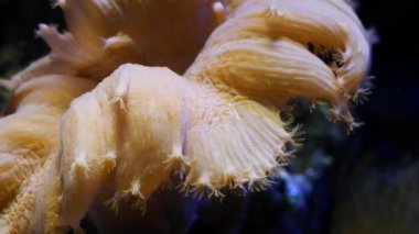 Sinularia dura mercanı canlı kaya üzerinde, resif deniz akvaryumundaki sağlıklı hayvan makrosu planktonları yakalamak için akış dokunaçlarını hareket ettir, yeni başlayanlar için kolay bir evcil hayvan LED aktinik ışıkta mutlu ol, gölge oyunu