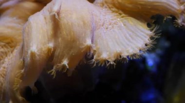 Sinularia dura mantar mercanı, dokunaçların makrosu, resif deniz akvaryumu ekosisteminde planktonları yakalamak için akıntıda hareket eden sağlıklı hayvan, yeni başlayanlar için kolay bir evcil hayvan LED aktinik ışıkta mutlu ol, gölge oyunu