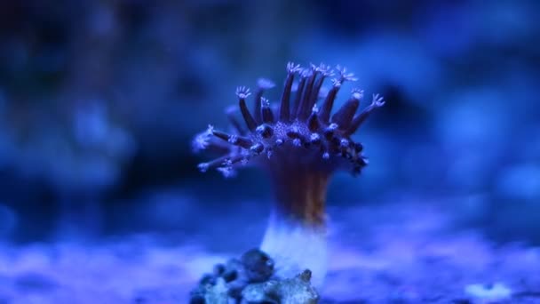 Leather Coral Frag Neon Glow Animal Polyp Stress Plug Coral — Stock Video