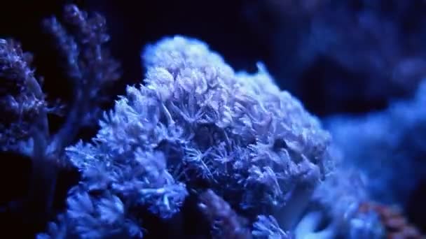 软珊瑚群强流量脉动触须 初学者 纳米珊瑚礁海洋水族馆 荧光动物享受Led蓝光 活体岩石生态系统 — 图库视频影像