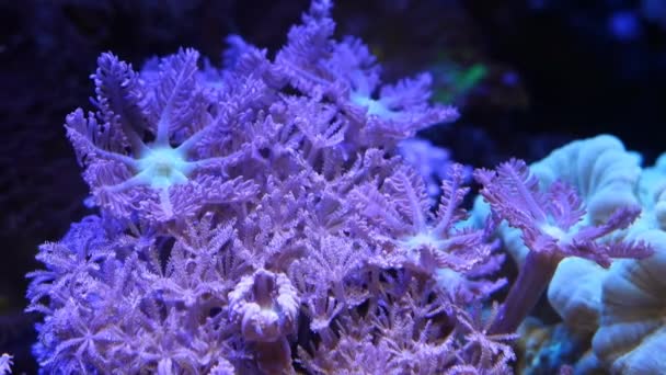 脉动性木耳菌落 星形息肉珊瑚共生生长 初学者常用的耐寒宠物慢速移动 纳米珊瑚礁海洋水族馆宏观 荧光Led蓝光 活岩石生态系统 — 图库视频影像