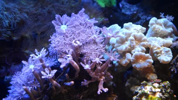 脉动的木耳 甘蔗珊瑚和星形多边形的共生生长 初学者的顽强的宠物流动 纳米珊瑚礁海洋石水族馆 荧光Led蓝光 活岩石生态系统 — 图库视频影像