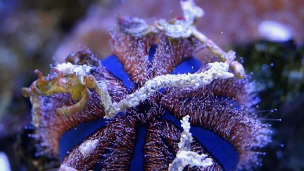 蓝色燕尾服胆移动触角 珊瑚礁海洋水族馆中的动物粘附碎片 Led阳离子蓝光中的热门宠物 美丽的活岩石生态系统 宏观画面 — 图库视频影像