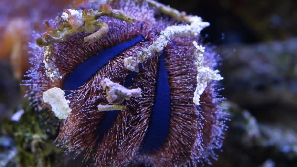 蓝色燕尾服胆缓慢移动触手 珊瑚礁海洋水族馆中的动物粘附碎片 Led阳离子蓝光生态系统中初学者最喜欢的宠物 玻璃折射 专业护理 — 图库视频影像