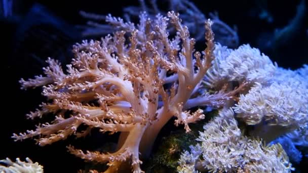 肯尼亚的树状珊瑚多边形和脉动的木耳菌落在强大的水流中移动 是纳米珊瑚礁海洋水族馆初学者的宠儿 Led阳离子蓝光 活岩石生态系统水合物 — 图库视频影像