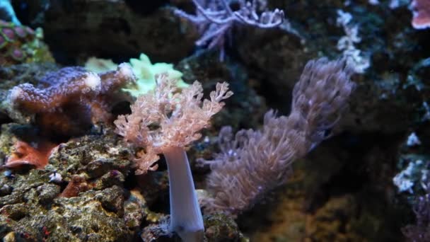 Quênia Árvore Coral Pólipo Frag Movimento Forte Corrente Animal Estimação — Vídeo de Stock