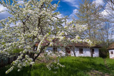Güneşin altında cömert bir çiçek açan eski bir kiraz ağacı, ince dallarda filizlenen küçük beyaz çiçek, ilkbahar gökyüzünde beyaz bulut, küçük bahçedeki çimenler, terk edilmiş ev cephesi, doğayı hissetmek.