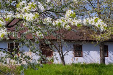 Terk edilmiş ev cephesi, eski kayısı, cömert çiçeklerdeki bulanık tatlı kiraz ağacı, ince dallardaki küçük beyaz çiçek ve tomurcuk, Nisan ayında gökyüzünde beyaz bulut, küçük bahçedeki çimenler, doğayı hissetmek.
