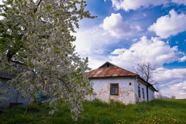 Çiçek açmış eski kiraz ağacı, dalların üzerinde beyaz çiçek ve tomurcuk, alçak mavi gece gökyüzü, ışık ve gölge oyunu, küçük bahçedeki çimenler ve karahindiba, terk edilmiş eski püskü ev, Ukrayna köyü