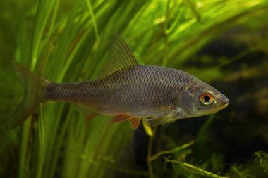 Ekilmiş Avrupa ılıman nehir tasarımı akvaryumunda tutulan hamamböceği tatlı su balığı, son derece uyumlu soğuk su su bitkisi türleri, LED düşük ışık havası, sığ nokta, bulanık arkaplan