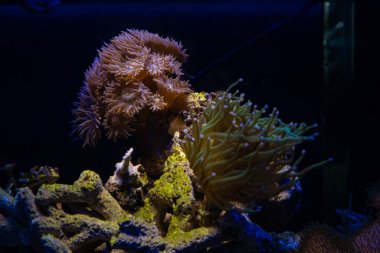 Duncan mercanı, LED mavi ışıkta parlıyor, LPS polipleri, bulanık floresan mercan mercanı akış dokunaçları, canlı kaya nano resif deniz akvaryumu, acemi akvaryumlar için popüler hayvan, sığ dof