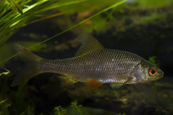 Gefangene Rotaugen Süßwasserfische Glänzen Schuppen Bepflanztem Biotop Europäisches Gemäßigtes Flussaquarium — Stockfoto