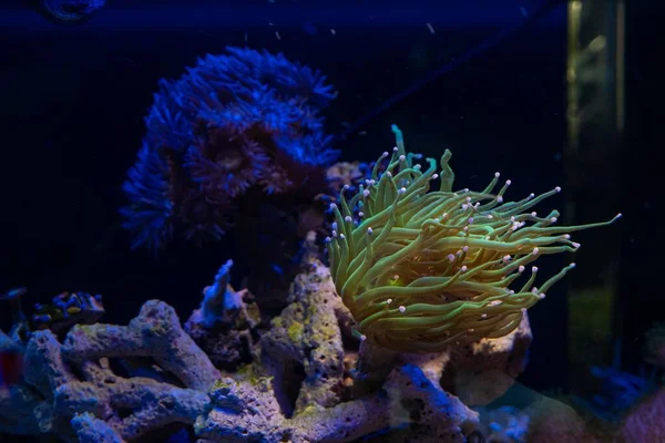 Фонарь Коралловые Животные Двигаются Щупальца Потоке Охота Продуктами Питания Lps — стоковое фото