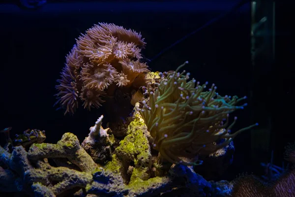 Duncan mercanı, LED mavi ışıkta parlıyor, LPS polipleri, bulanık floresan mercan mercanı akış dokunaçları, canlı kaya nano resif deniz akvaryumu, acemi akvaryumlar için popüler hayvan, sığ dof