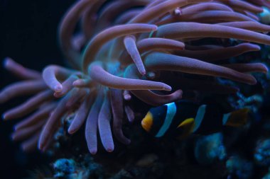 kabarcık uçlu anemon hareket zehir dokunaçları akış içinde, pembe floresan hayvan birlikte yaşar ve Clark 'ın anemonefisini korur, canlı kaya taşı, resif deniz akvaryumu deneyimli LED aktinik düşük ışık