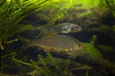 Esaret altındaki hamamböceği ve uysal Avrasya Ruffe 'si, vahşi tatlı su balığı, hepçil soğuk su türü, Avrupa nehri biyop akvaryumu, LED düşük ışık havası, bulanık arka plan, sığ dof